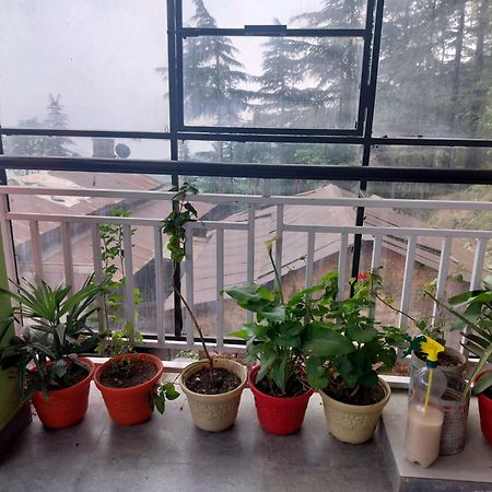 Tree Valley Homestay Chail Exterior photo