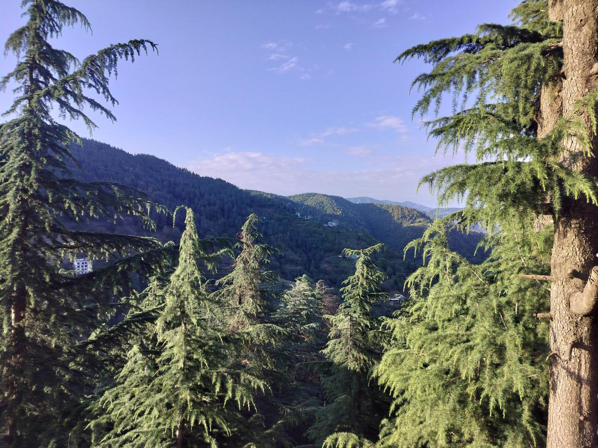 Tree Valley Homestay Chail Exterior photo